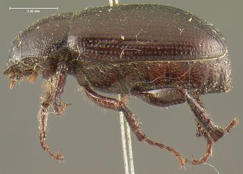 Media type: image;   Entomology 24806 Aspect: habitus lateral view